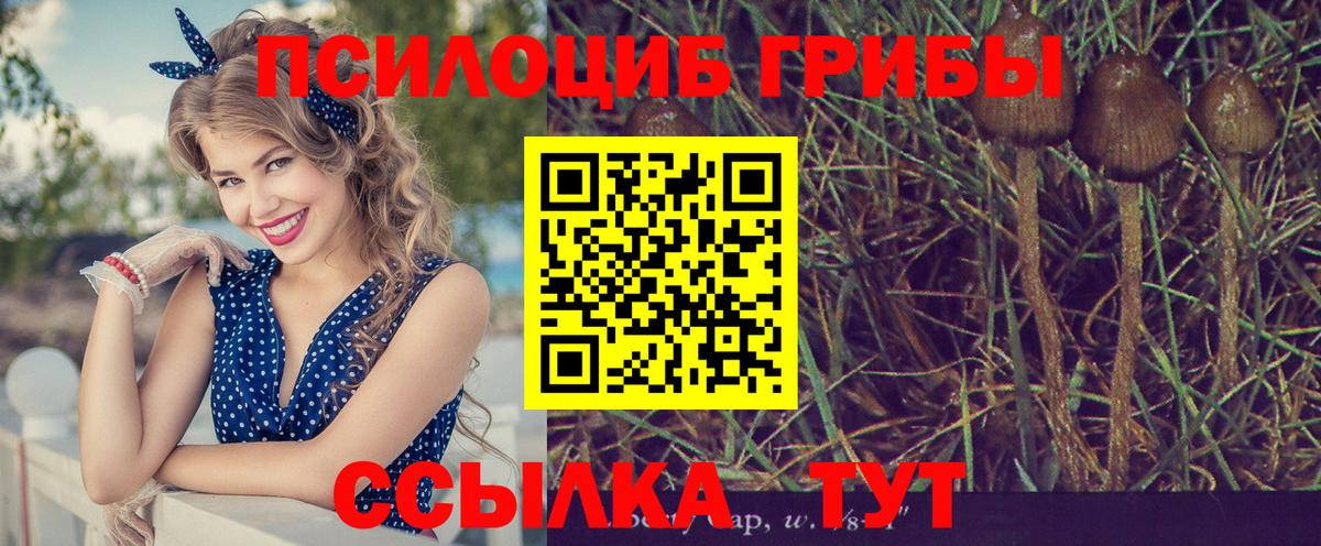 Псилоцибиновые грибы мицелий  Галлюциногенные грибы GOLDEN TEACHER  Елизово  где найти наркотики  Вход с VPN 